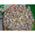 Buy Normal White Garlic Fresh